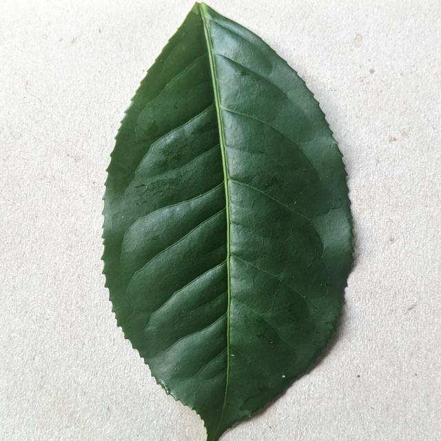 Dataset Image