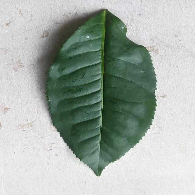 Dataset Image