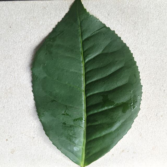 Dataset Image