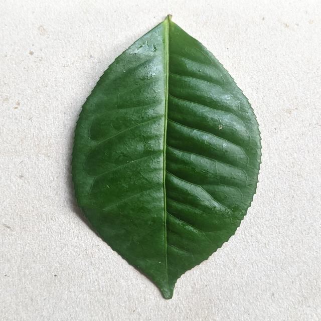 Dataset Image
