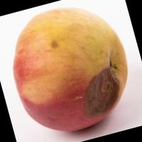 Dataset Image