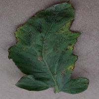 Dataset Image