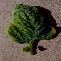 Dataset Image
