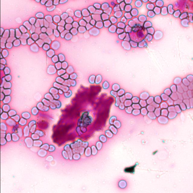 Dataset Image
