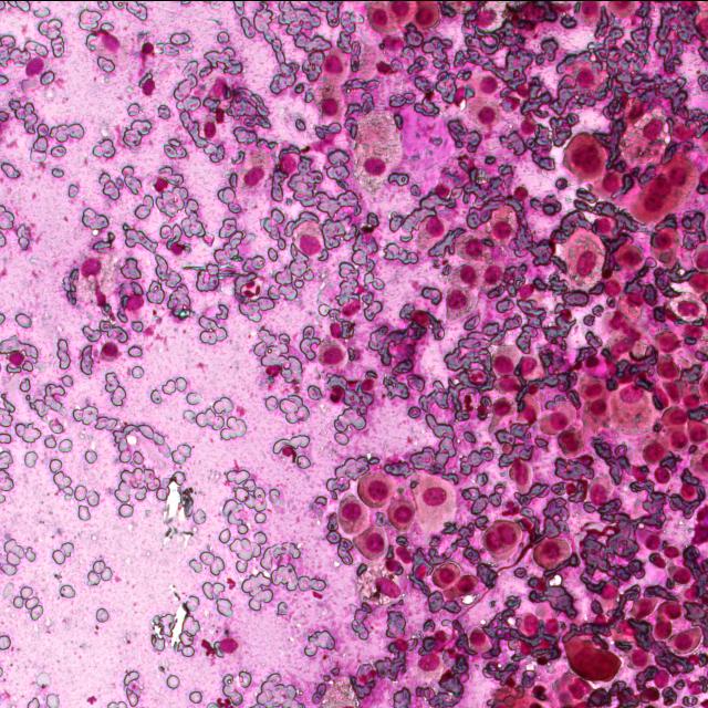Dataset Image