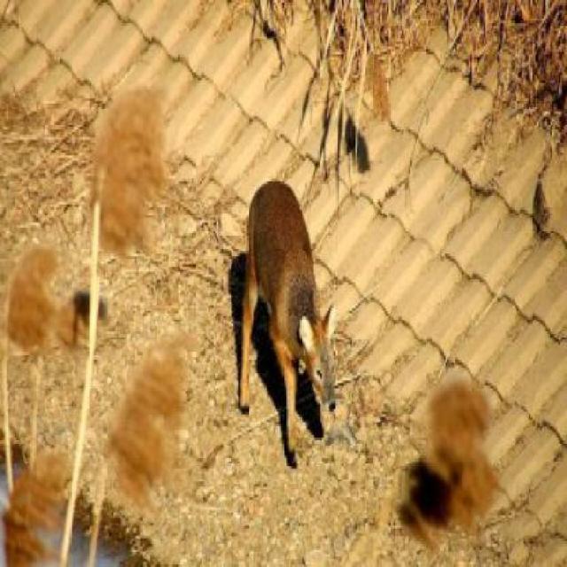 Dataset Image