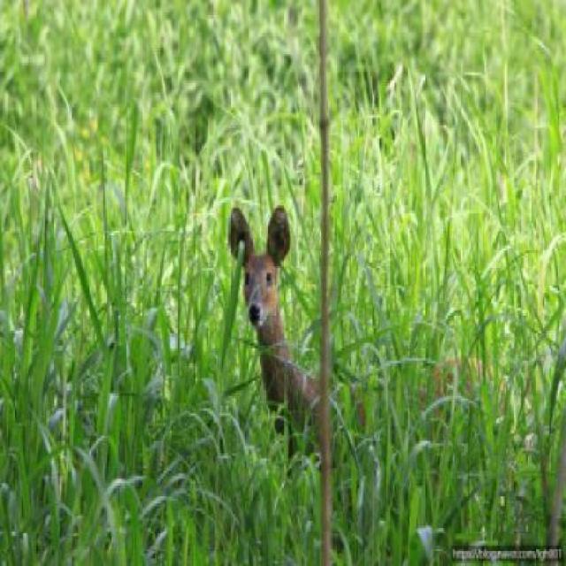 Dataset Image