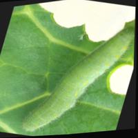 Dataset Image