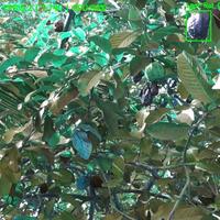 Dataset Image