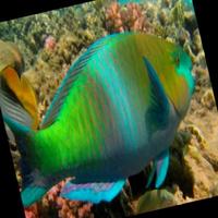 Dataset Image