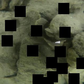 Dataset Image