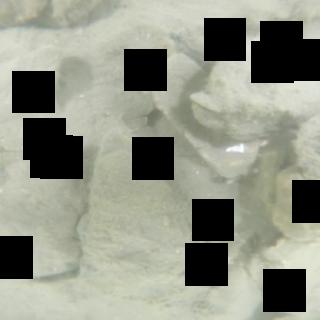 Dataset Image