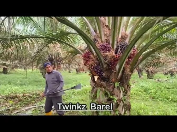 Pokok Kelapa Sawit Object Detection Dataset V6 2023 06 06 1105pm By Zarif Technologies 0684