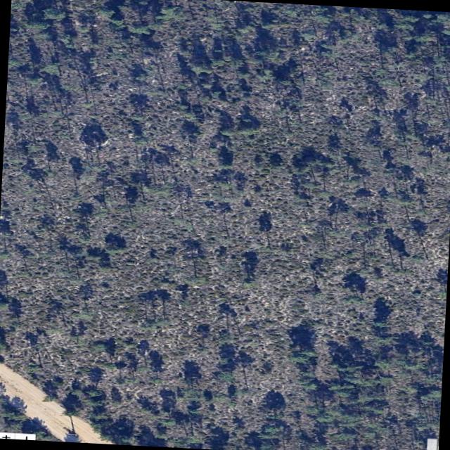 Dataset Image
