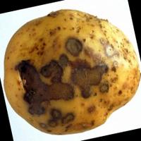Dataset Image