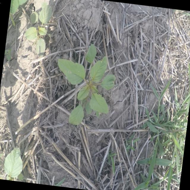Dataset Image
