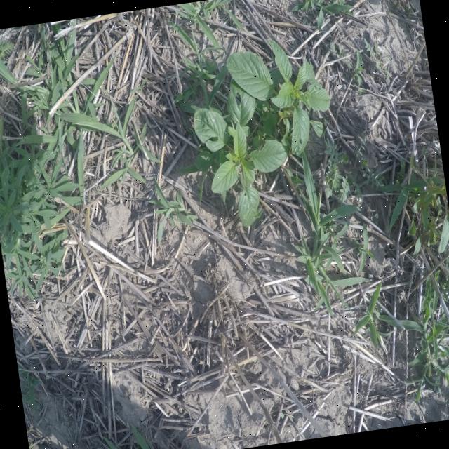 Dataset Image