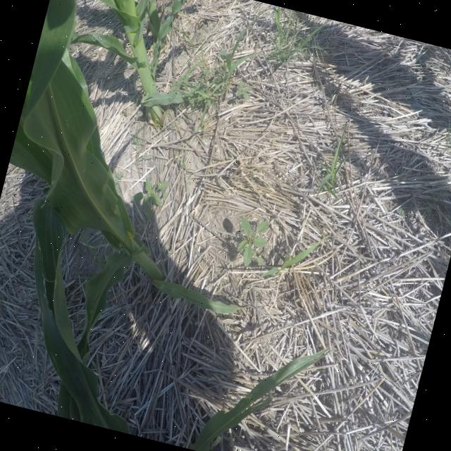Dataset Image