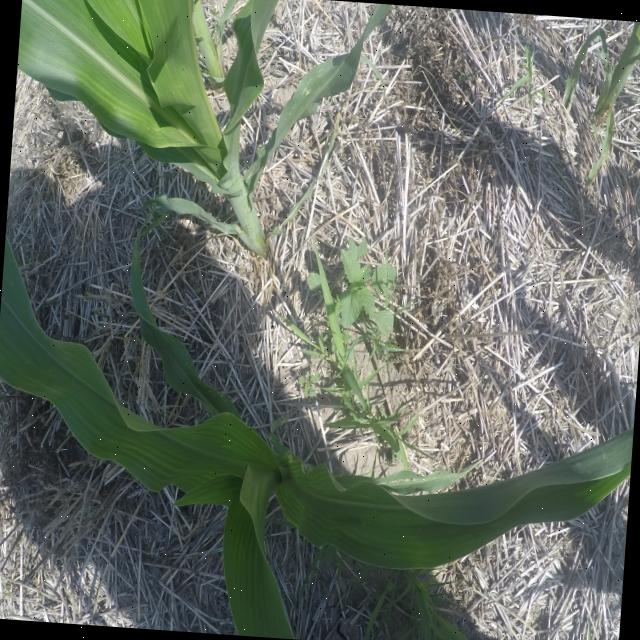 Dataset Image
