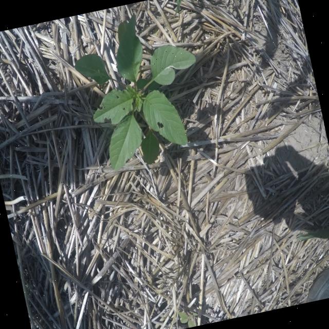 Dataset Image