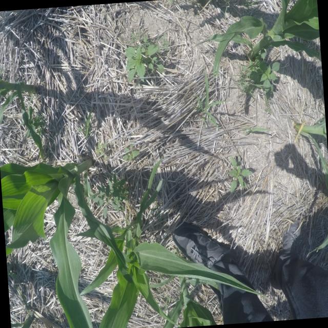 Dataset Image