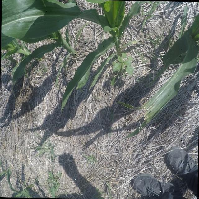 Dataset Image