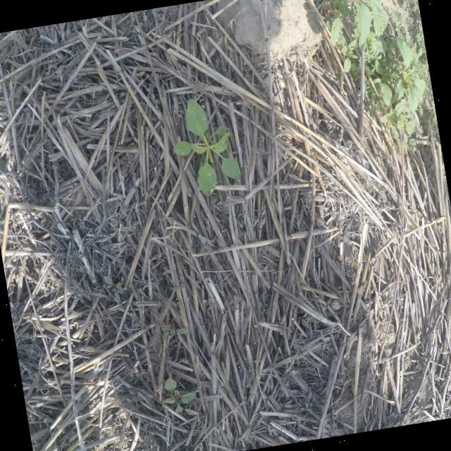 Dataset Image