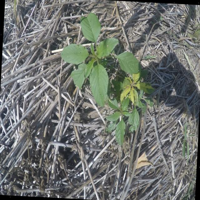Dataset Image