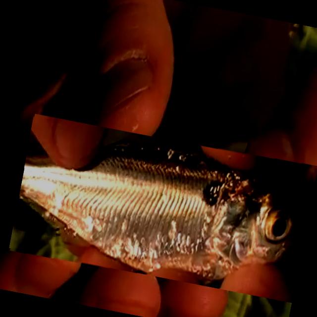 Dataset Image