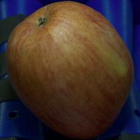 Dataset Image