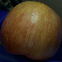 Dataset Image