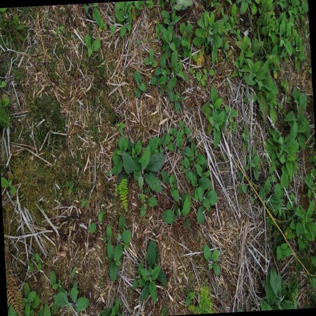 Dataset Image