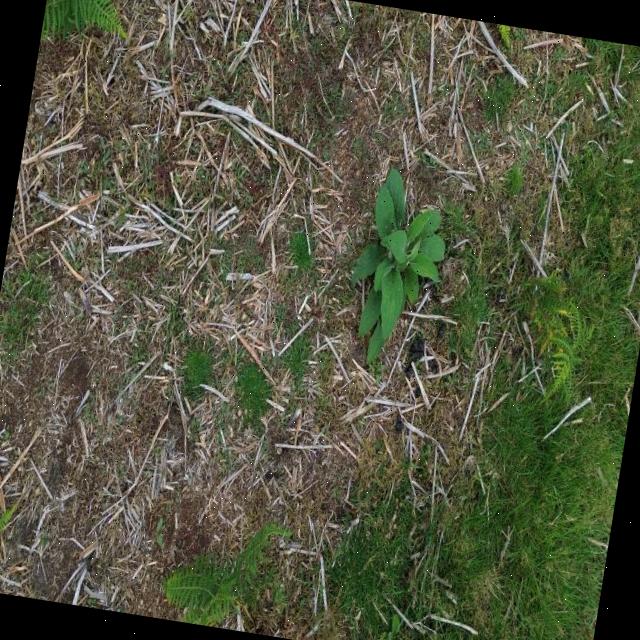 Dataset Image