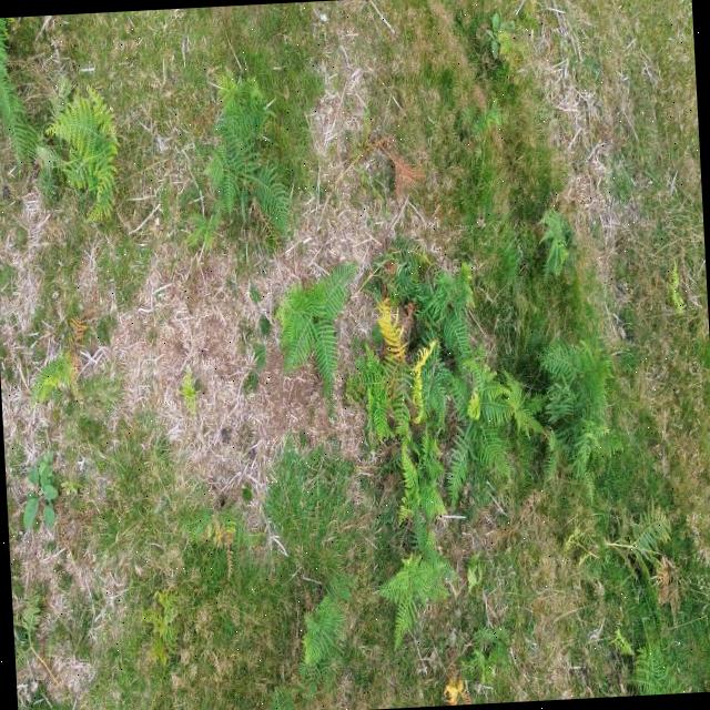 Dataset Image