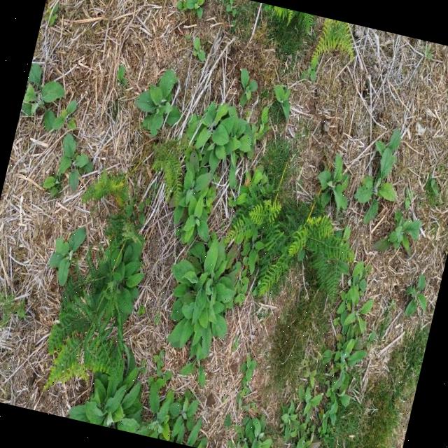 Dataset Image