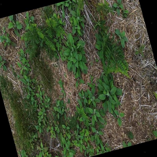 Dataset Image