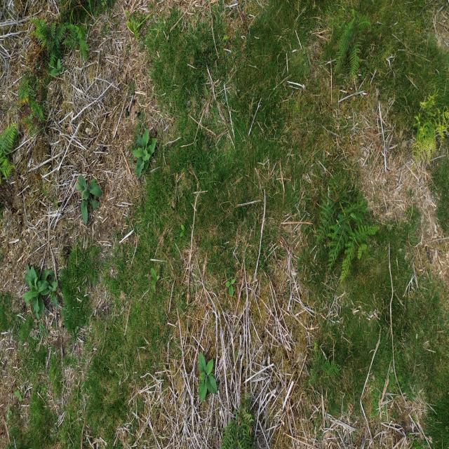 Dataset Image