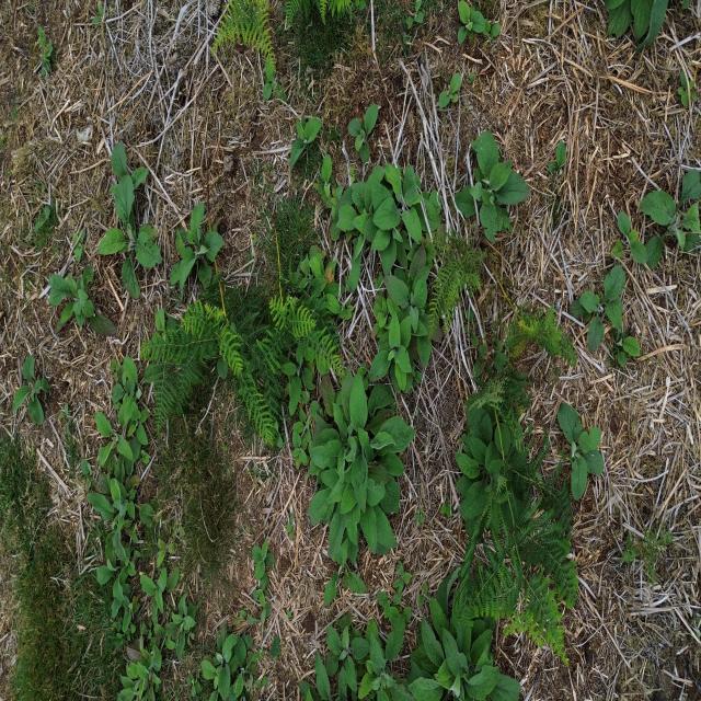 Dataset Image
