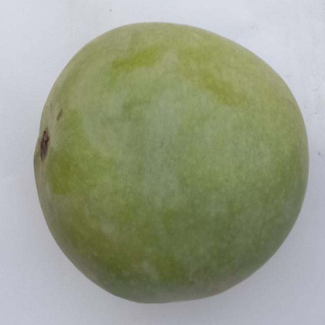 Dataset Image