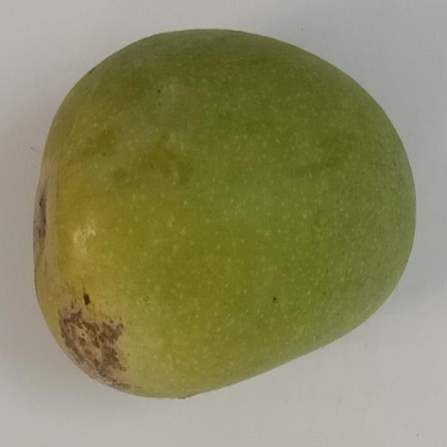 Dataset Image