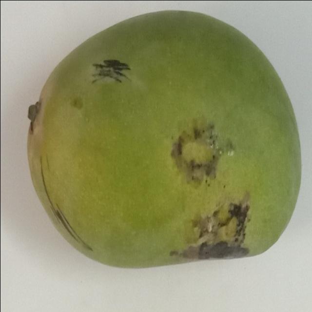 Dataset Image
