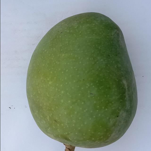 Dataset Image