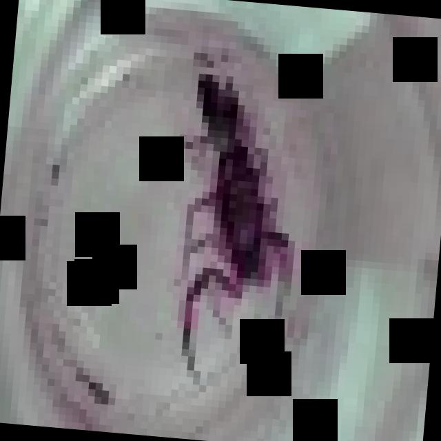 Dataset Image