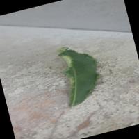 Dataset Image
