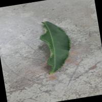 Dataset Image