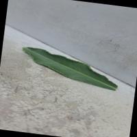 Dataset Image