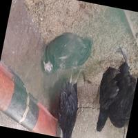 Dataset Image