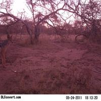Dataset Image