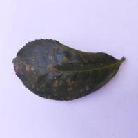Dataset Image