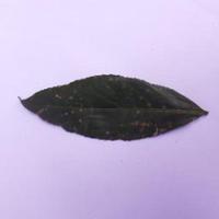 Dataset Image